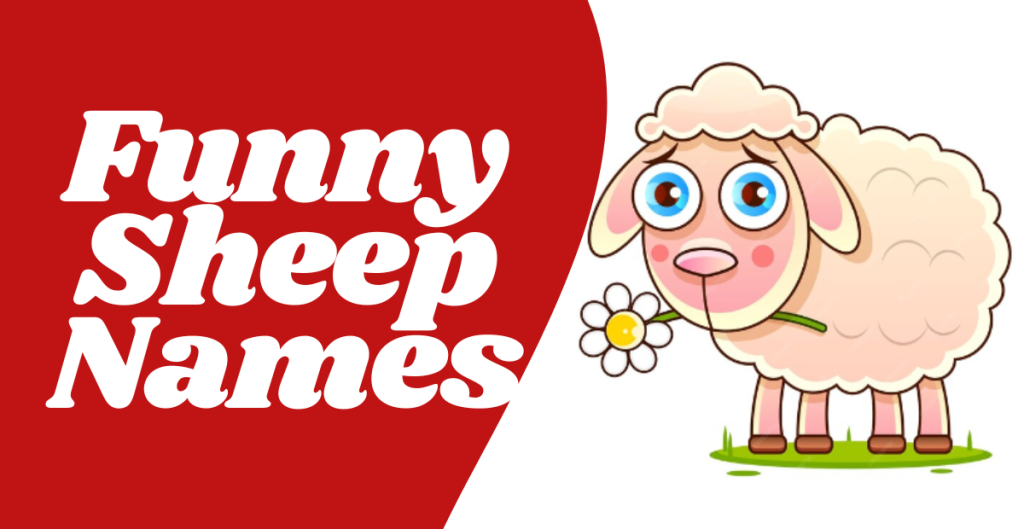 Funny Sheep Names