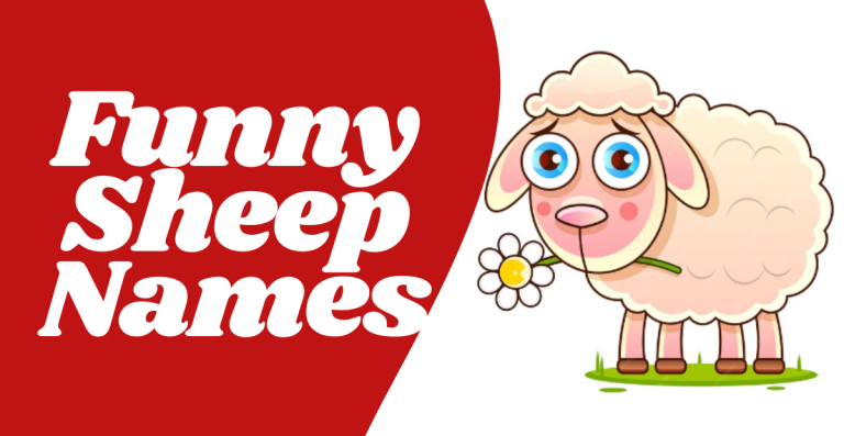 Unique & Creative Funny Sheep Names to Flock Together!