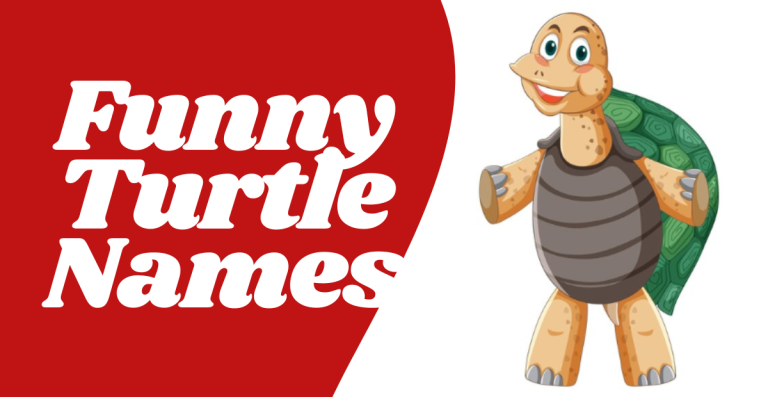 Top Creative And Funny Turtle Names for Your Shelled Friend