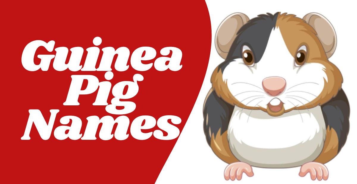 480+ Guinea Pig Names Unique Creative Funny Cool & Cute