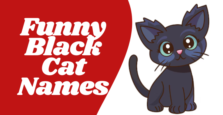 Funny Black Cat Names