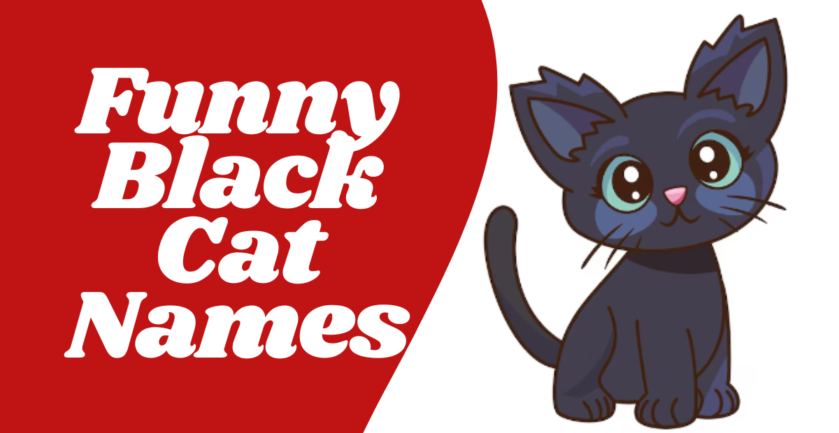 Funny Black Cat Names