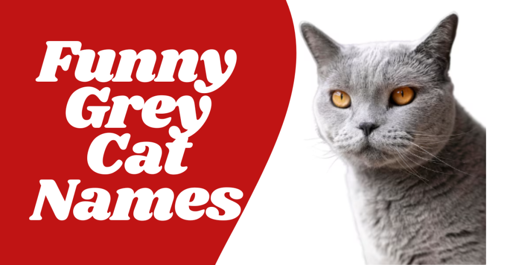 Funny Grey Cat Names