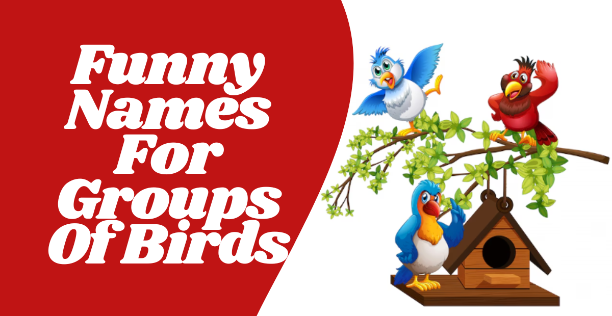 Funny Names For Groups Of Birds