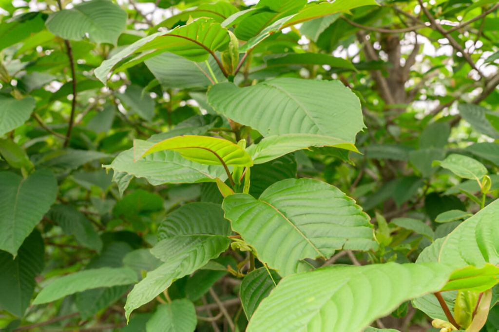 Use of Kratom