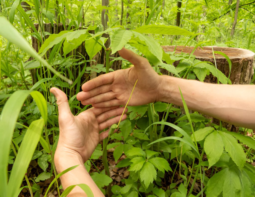Plant-Based Medicines With No Side Effects: Nature’s Gentle Healers Nature’s Gentle Healers