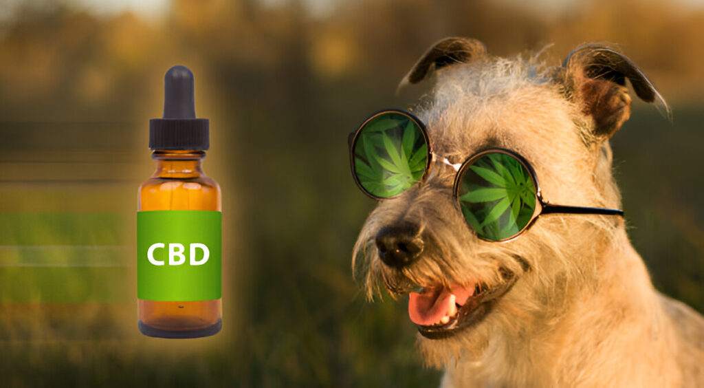 Peppermint Oil and CBD on Your Dog