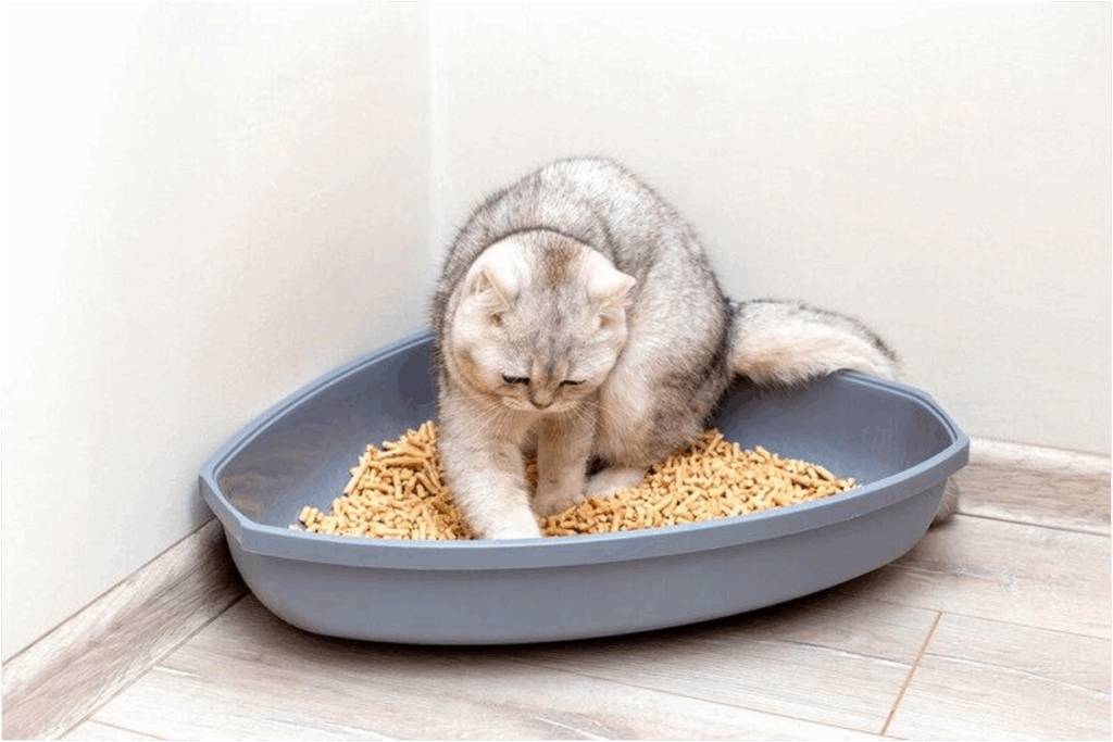 How to Transit to Crystal Litter without Stress for Your Cat Transit to Crystal Litter without Stress