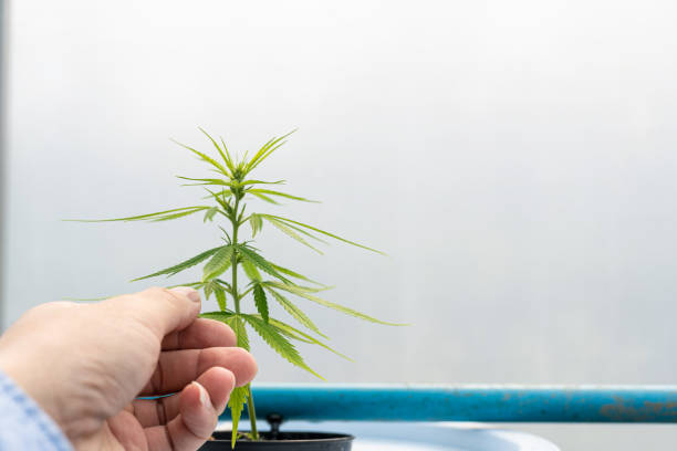 Exploring the Medical Potential of Cannabis: Unlocking Nature’s Remedial Secret Medical Potential of Cannabis